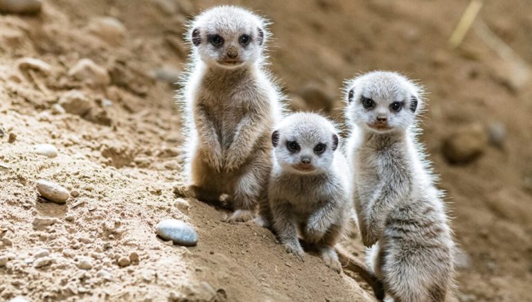 Zoo de Bâle : des moments au plus proche de la nature